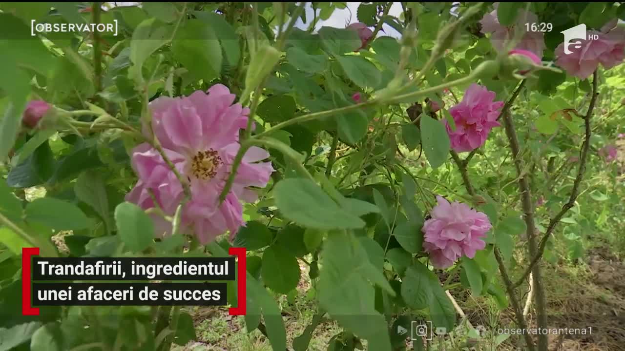 Trandafirul de Damasc, ingredientul unei afaceri profitabile &icirc;ncepute de doi tineri din Gorj. Ce au reușit să facă din el