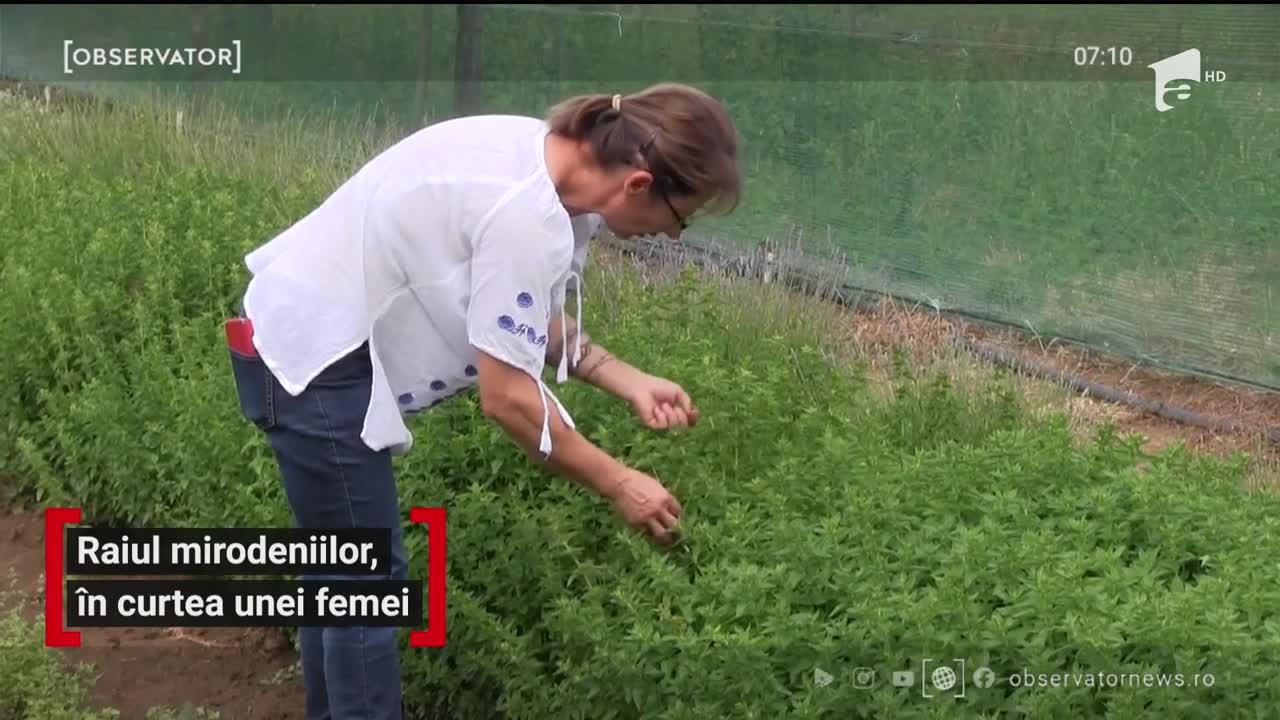 Raiul mirodeniilor, &icirc;n curtea unei femei din Arad