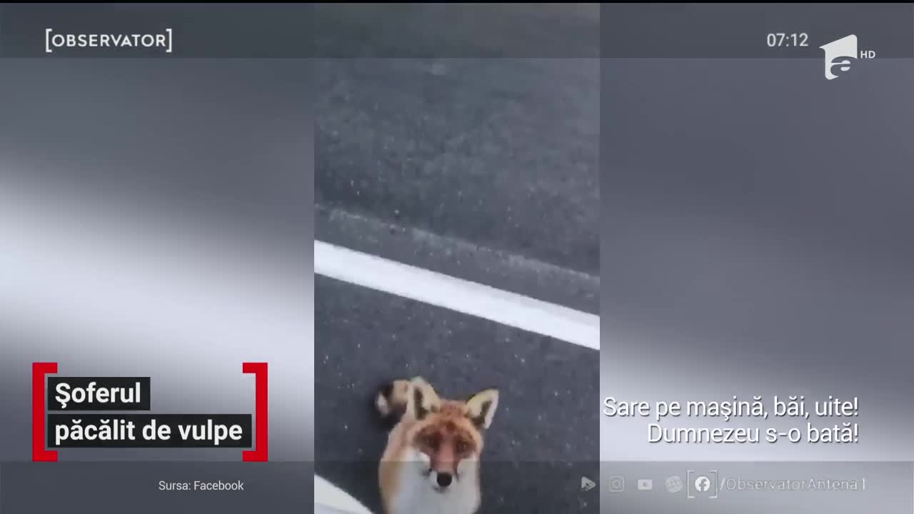 Șoferul păcălit de vulpe
