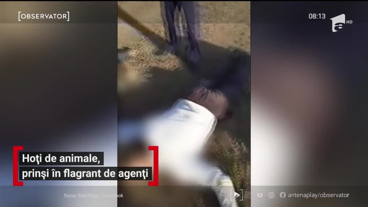 Hoți de animale, prinși &icirc;n flagrant de oamenii legii