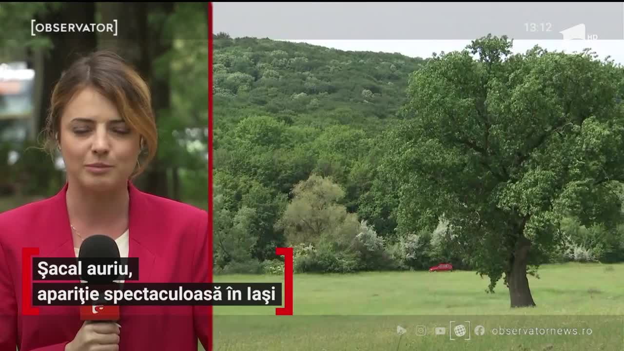 Șacal auriu, apariție spectaculoasă &icirc;n Iași