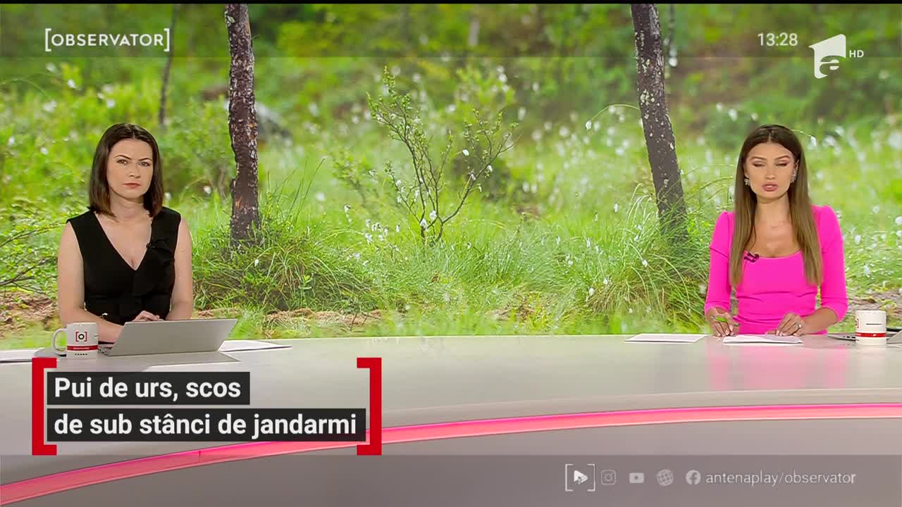 Pui de urs, scos de sub st&acirc;nci de jandarmi