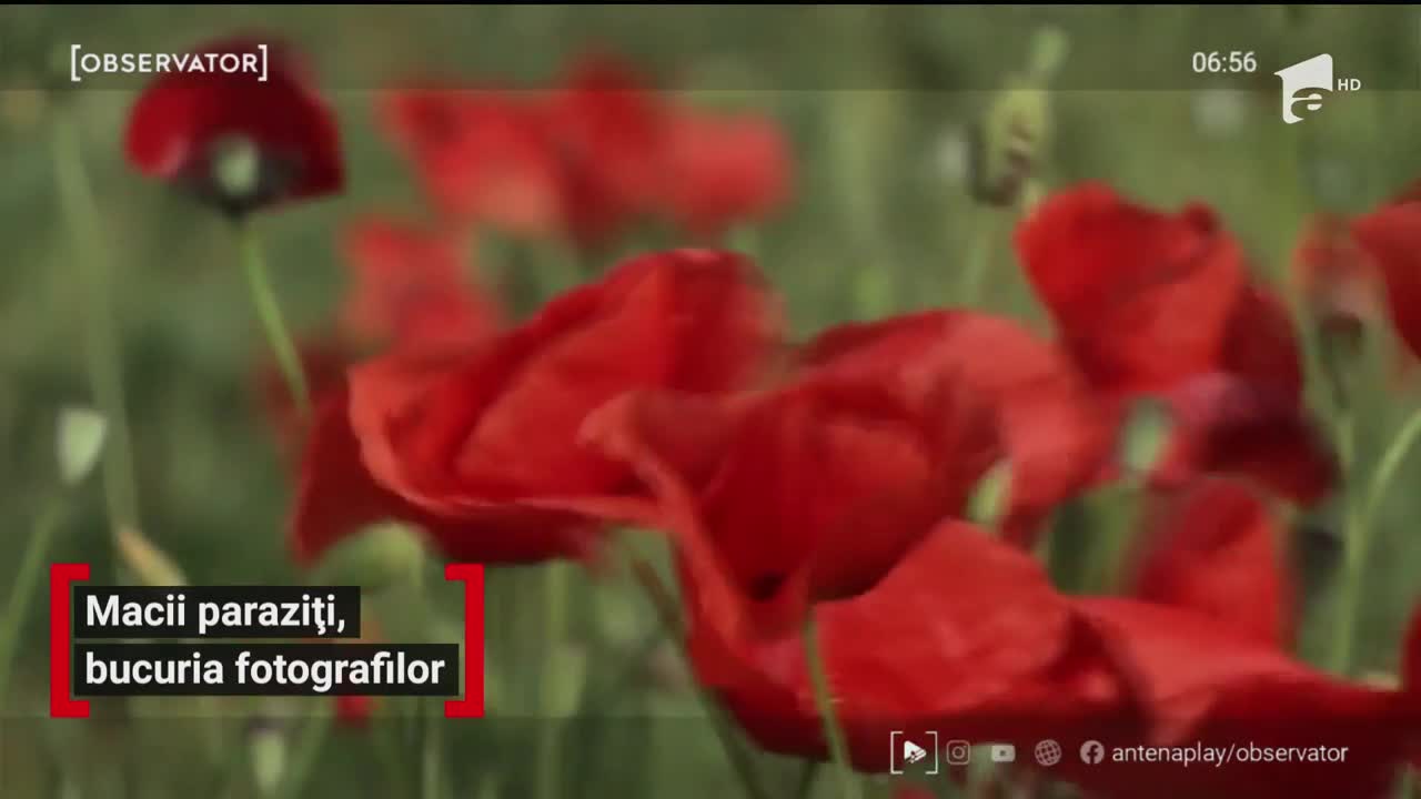Macii paraziți, bucuria fotografilor