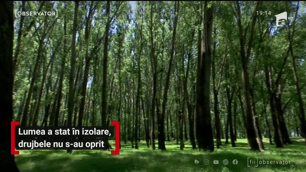 Drujbele nu stau departe de pădurile Rom&acirc;niei nici &icirc;n pandemie. Doar &icirc;n Dolj, trei hectare de pădure au fost puse la păm&acirc;nt