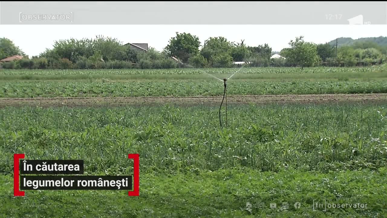 &Icirc;n căutarea legumelor rom&acirc;nești. Ce recomandă chef Scărlătescu pentru o salată delicioasă făcută acasă