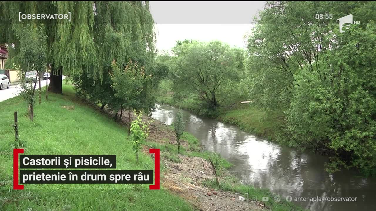 O t&acirc;nără din Sibiu s-a trezit cu un musafir neaşteptat. Un castor &icirc;i dă t&acirc;rcoale, &icirc;n drumul său spre r&acirc;u. Face chiar şi mici popasuri &icirc;n curtea ei, pentru a se juca cu pisicile