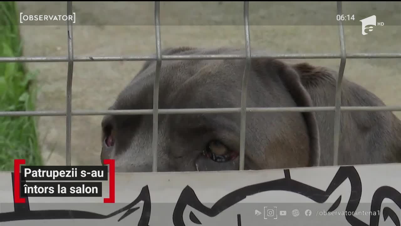 Frizeriile canine nu mai fac faţă programărilor, odată cu ieşirea din starea de urgenţă. Rezervări există p&acirc;nă &icirc;n luna august