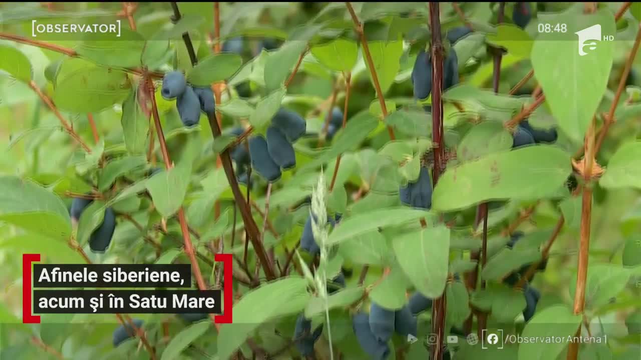 Afinele siberiene, acum și &icirc;n Satu Mare