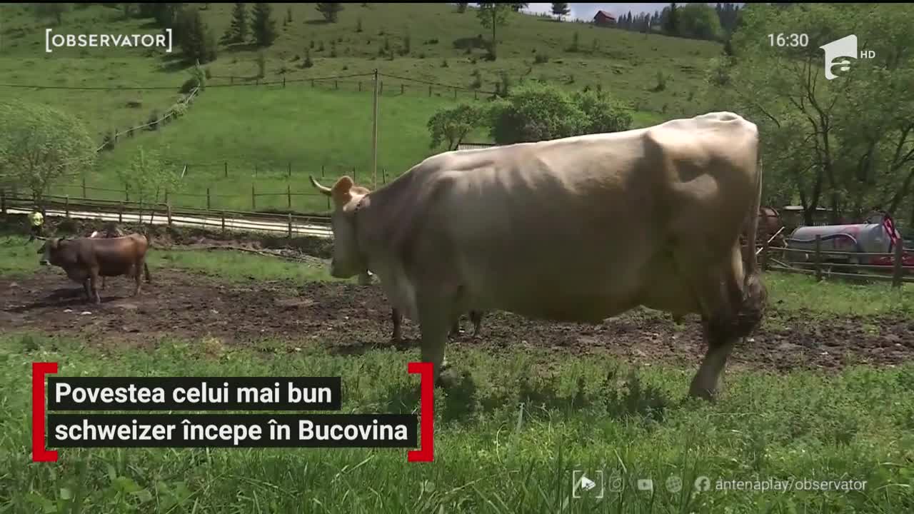 Povestea celui mai bun schweizer &icirc;ncepe &icirc;n Bucovina