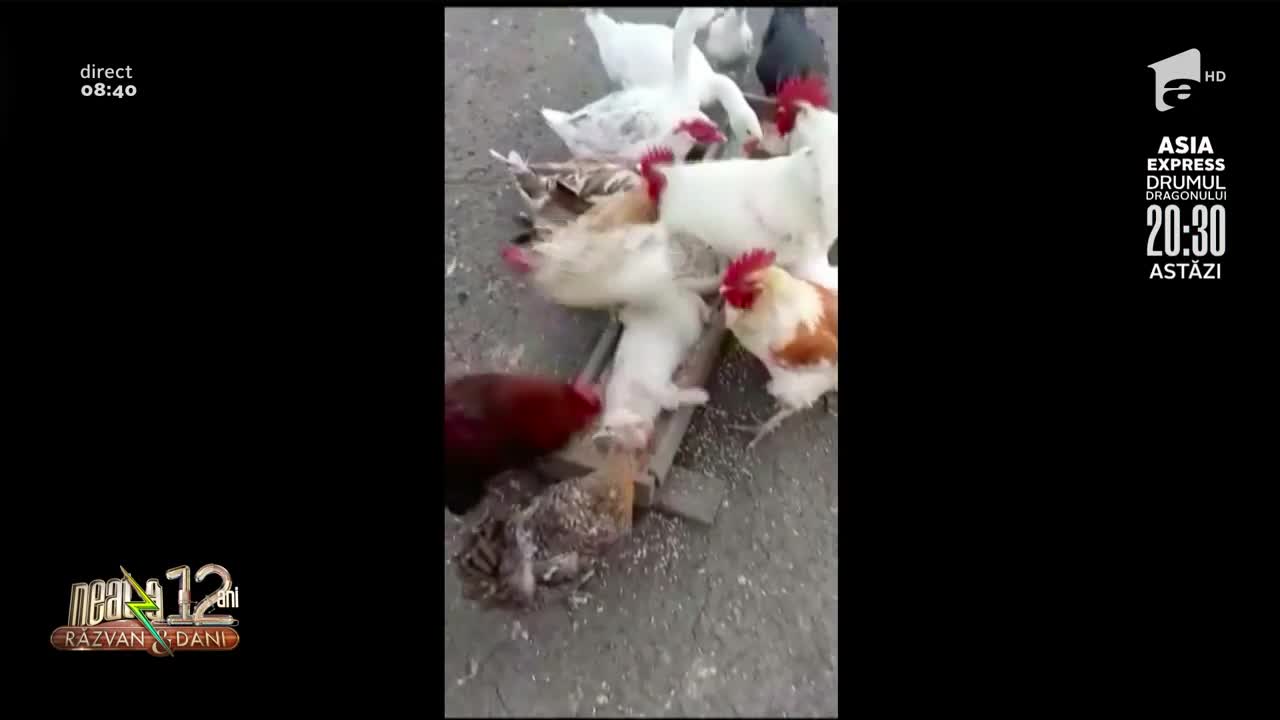 Smiley News: Relaxare la nivel &icirc;nalt pentru o pisică și c&acirc;teva găini