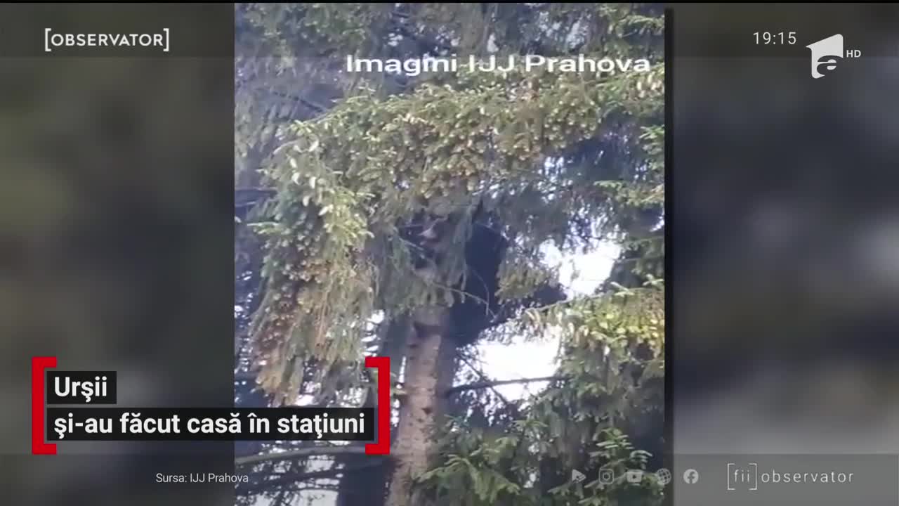 Urşii și-au făcut casă &icirc;n stațiuni