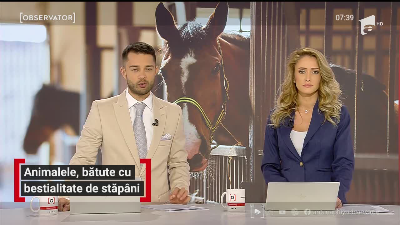 Imagini şocante surprinse &icirc;n Suceava. Doi bărbaţi au bătut, cu bestialitate, un cal
