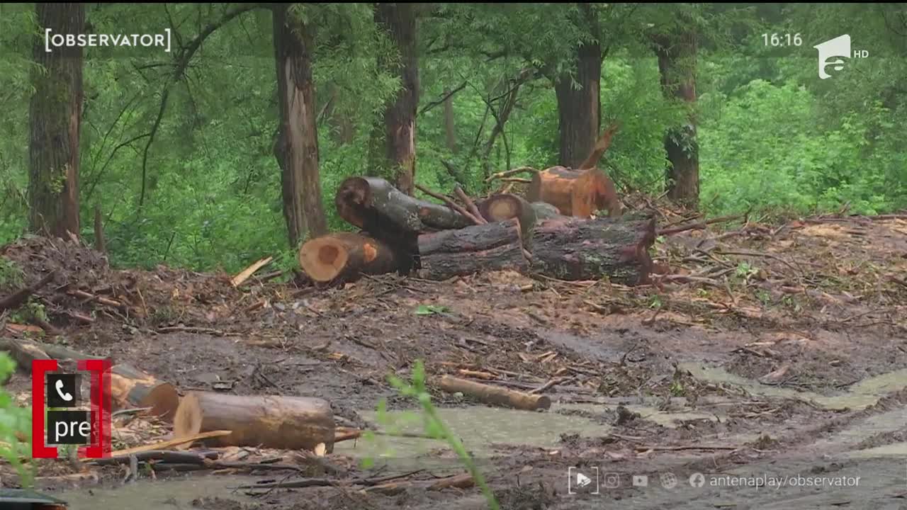 Transportatorii de lemne au spart st&acirc;ncile din Cheile Sohodolului să facă loc camioanelor &icirc;ncărcate cu busteni