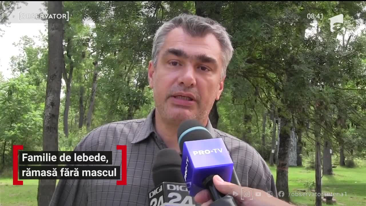 O familie de lebede s-a destrămat, după ce masculul a dispărut fără urmă