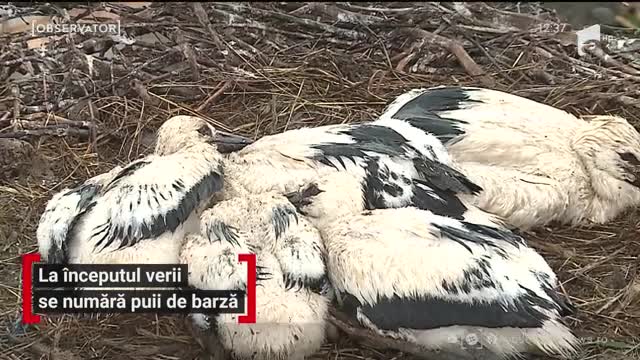 La &icirc;nceputul verii se numără puii de barză