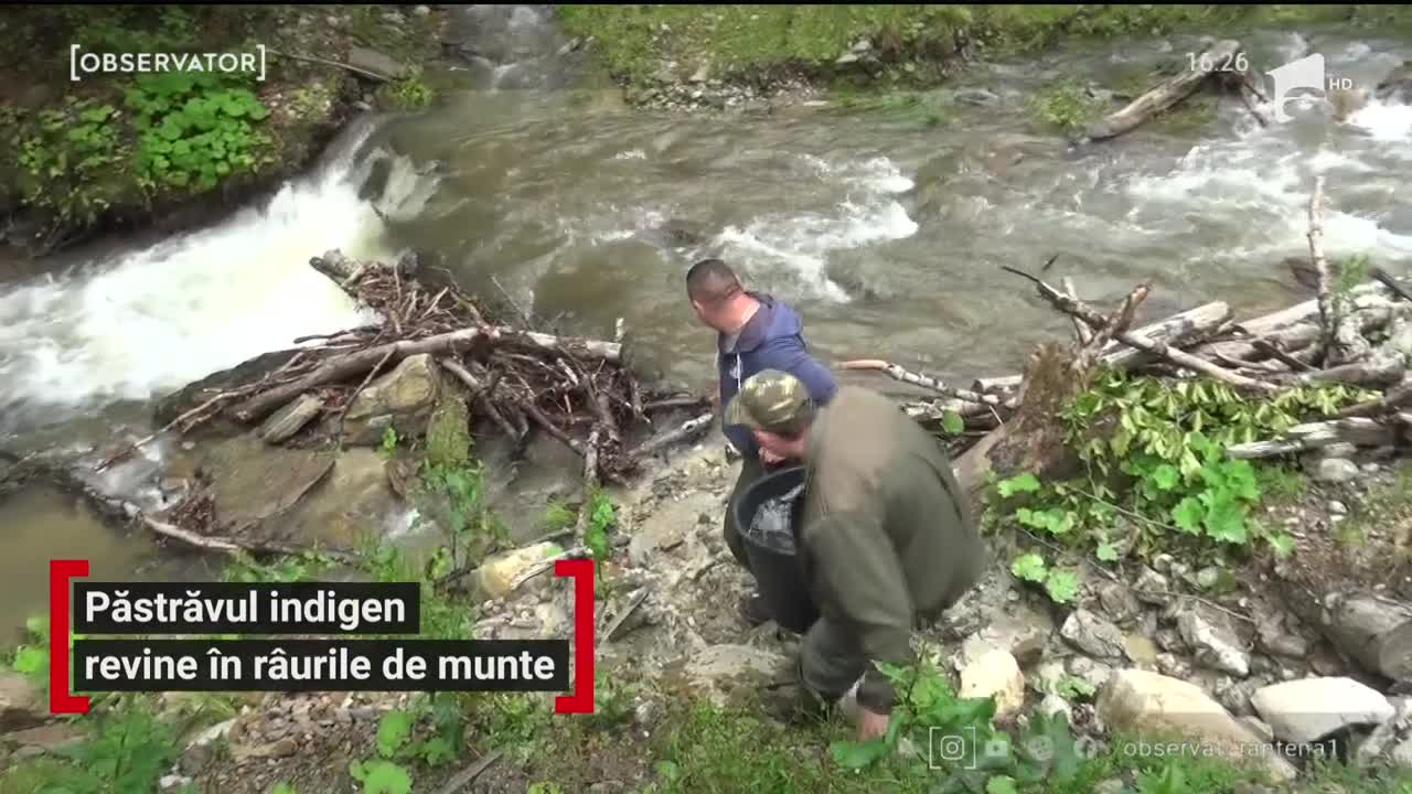 Păstrăvul indigen revine &icirc;n r&acirc;urile de munte