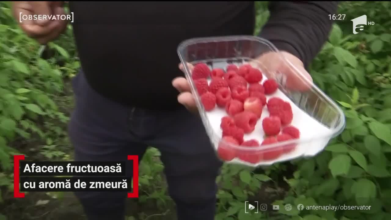 Zmeura a &icirc;nceput să se coacă, iar recoltarea este &icirc;n toi