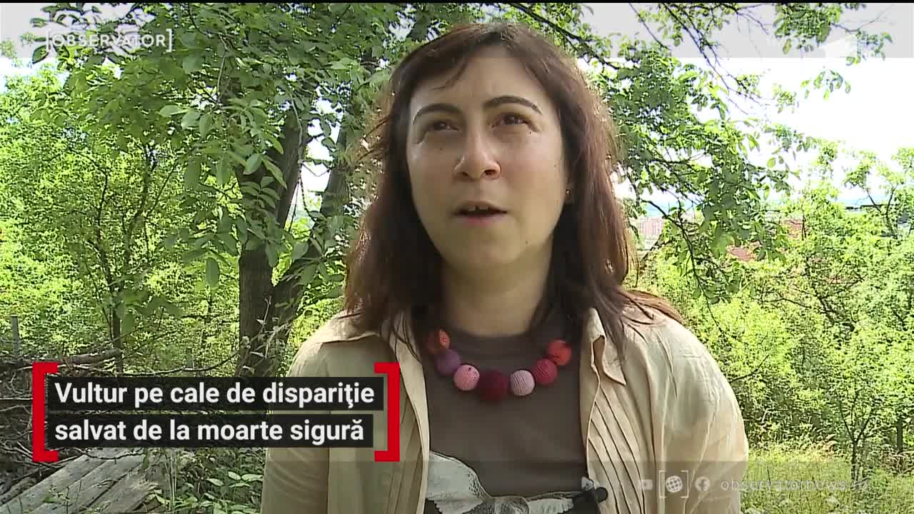 Vulturul pe cale de dispariție a fost salvat de la moarte sigură