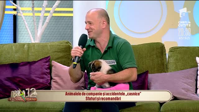 Animalele de companie și accidentele "casnice"! Sfaturi și recomandări