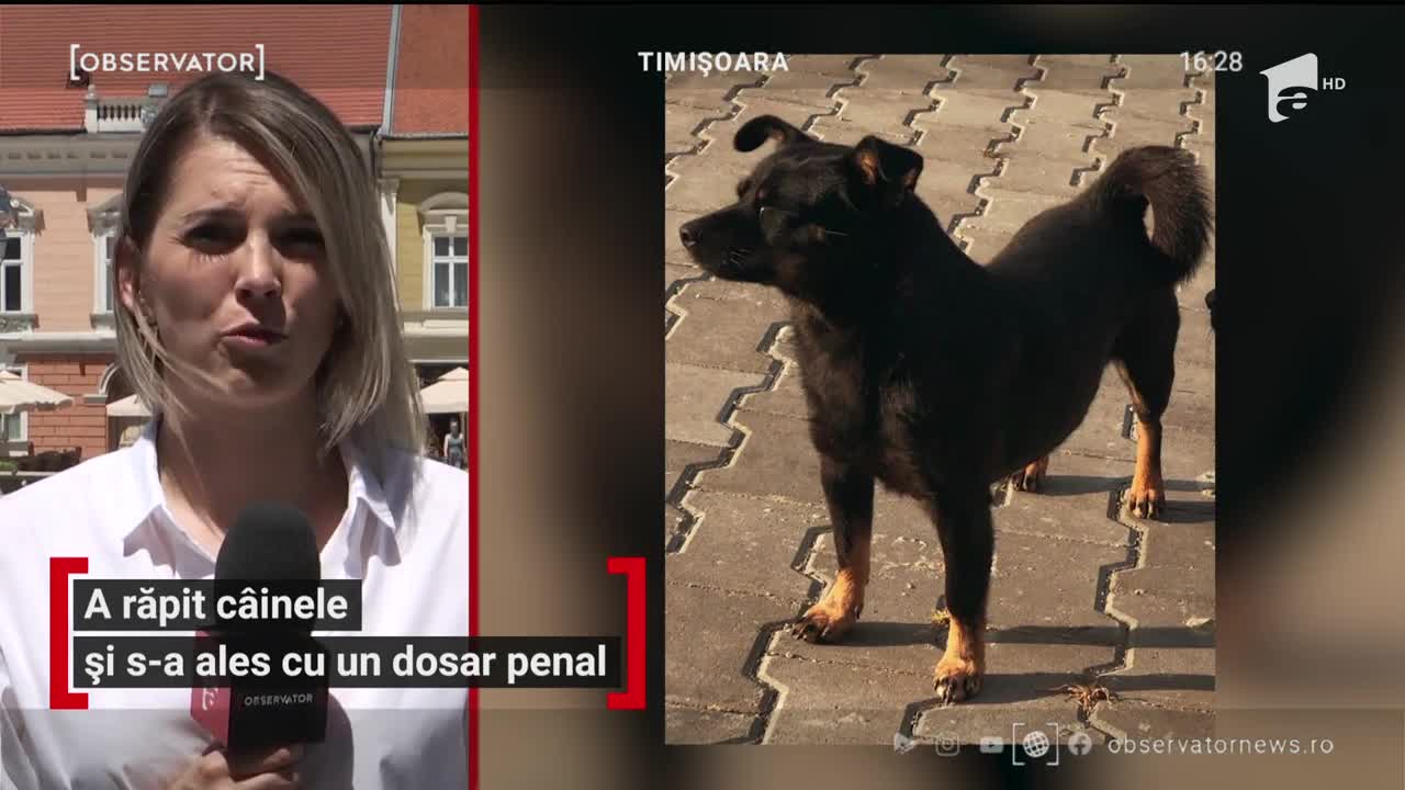 La Timişoara, un bărbat a furat c&acirc;inele oamenilor &icirc;n casa cărora locuia cu chirie