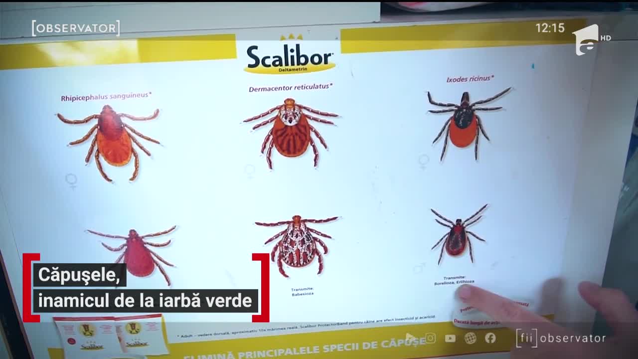 Căpușele, inamicul de la iarba verde