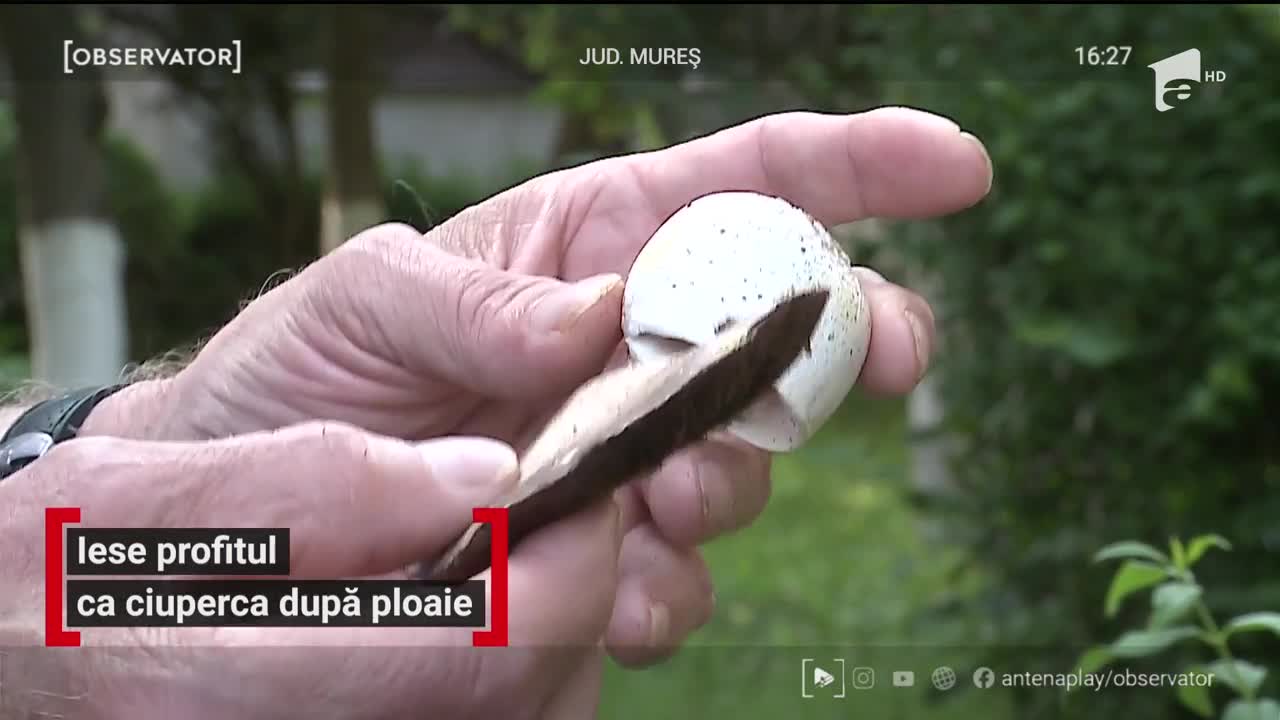 Ploile au umplut pădurile cu ciuperci. Specialiştii recomandă să nu le consumaţi dec&acirc;t dacă provin dintr-o sursă sigură