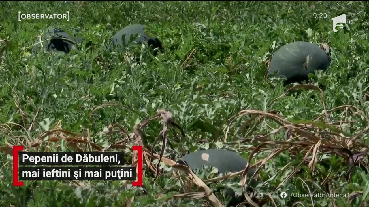 Pepenii de Dăbuleni au luat drumul pieţelor. Efectele grindinei taie &icirc;nsă din profiturile producătorilor
