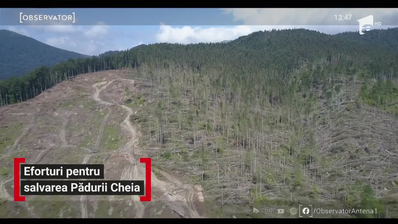 Eforturi pentru salvarea Pădurii de la Cheia