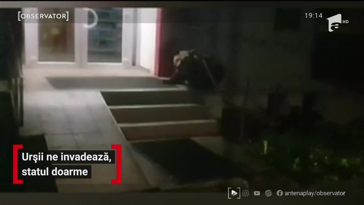 Urșii ne invadează orașele, iar statul nu rezolvă problema