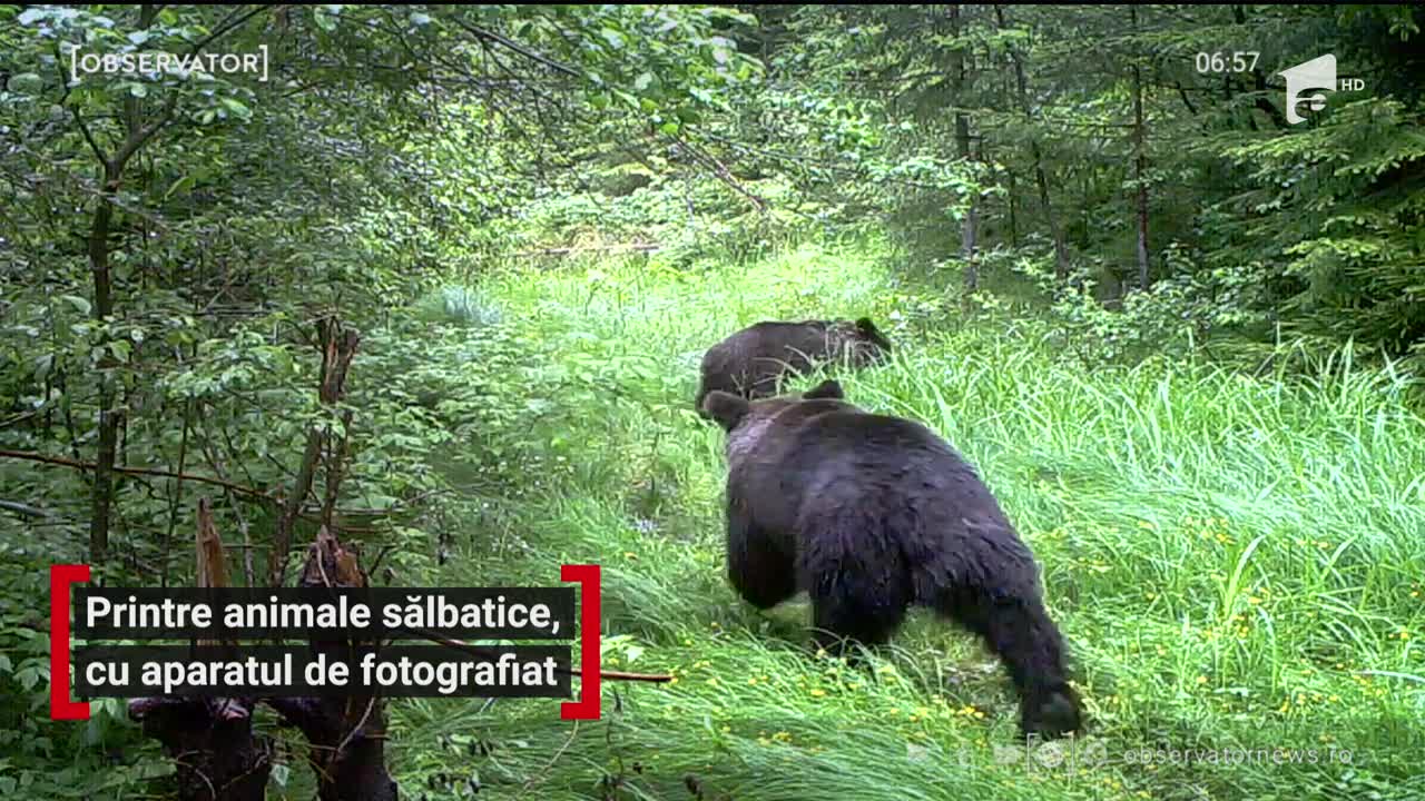 &Icirc;n Parcul Grădiştea Muncelului, din Hunedoara, animalele sălbatice stau ca la paradă şi strălucesc &icirc;n faţa aparatelor de fotografiat