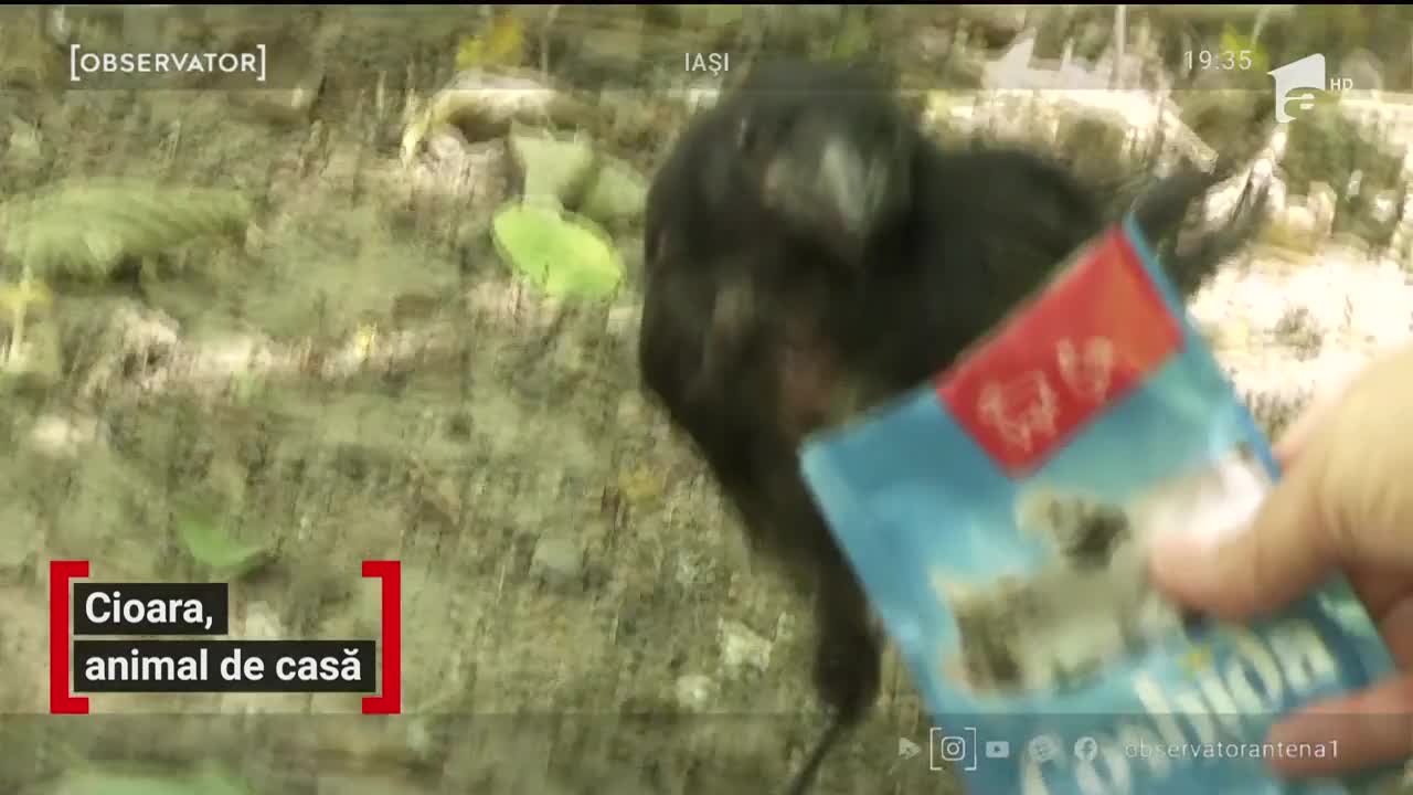 O cioară este animal de companie pentru o femeie din Iaşi