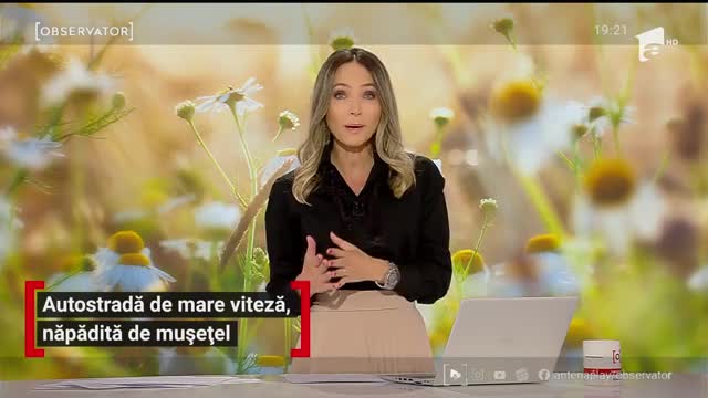 Pe autostrada Transilvania au &icirc;nceput să crescă buruieni