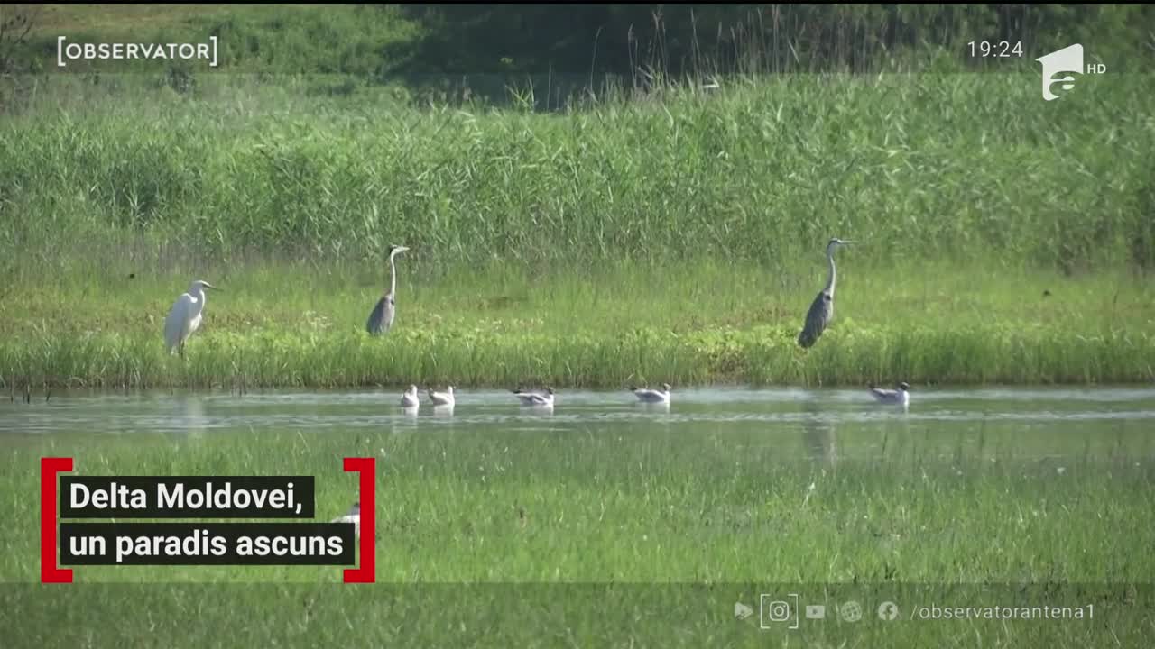 Delta Moldovei, paradis ascuns &icirc;n Iași