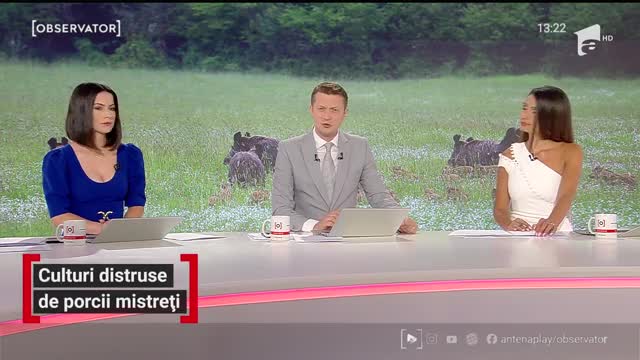&Icirc;n județul Maramureș, porcii mistreți au făcut ravagii &icirc;n culturile localnicilor