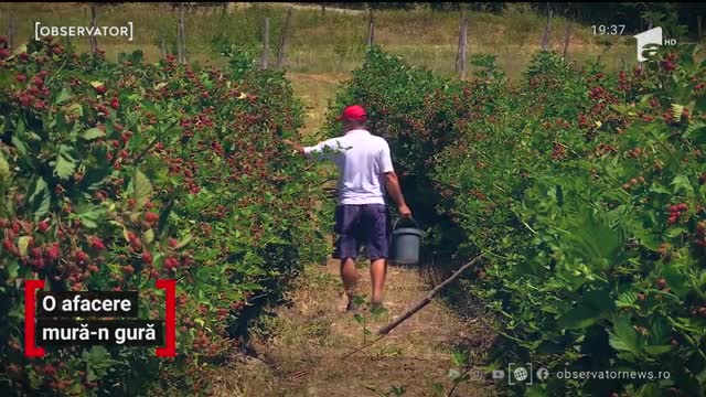 Producție record de mure &icirc;n Rom&acirc;nia. Recoltă dublă față de 2019