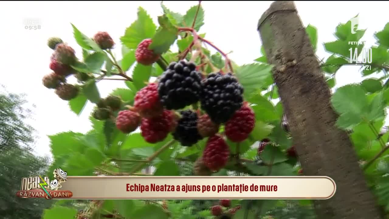 Murele rom&acirc;neșți, fructele-minune care-ți redau tinerețea și sănătatea