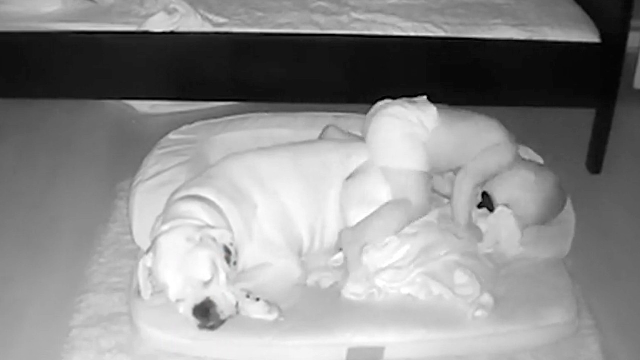 Un băieţel de nici doi ani nu poate sta despărţit nicio clipă de c&acirc;inele său, Brutus