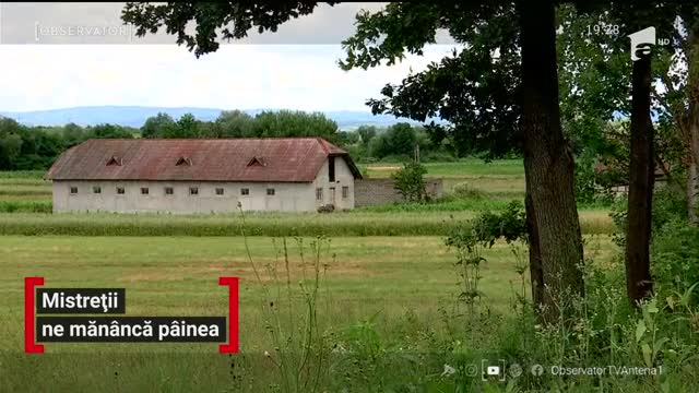 Ghinionul se ţine lanţ de agricultorii din Maramureş. Mistreții au distrus culturile