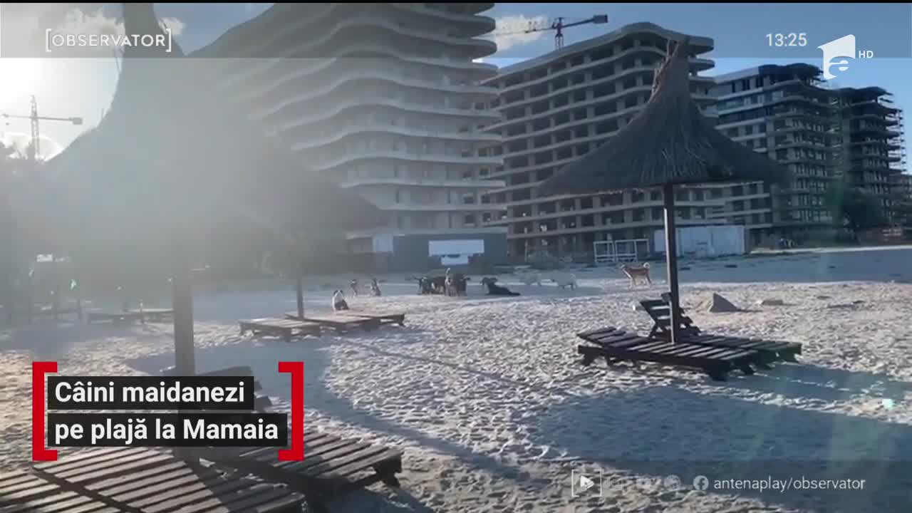 O haită de c&acirc;ini maidanezi a ocupat o plaja de lux din Mamaia