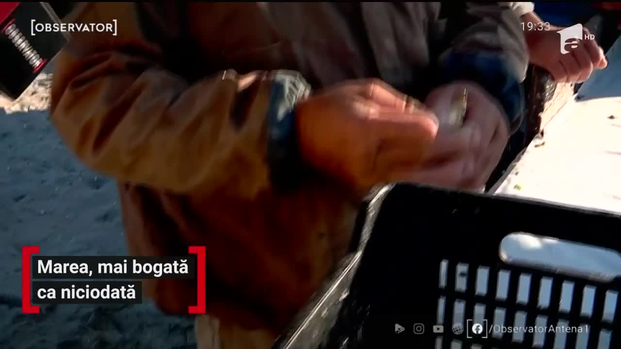 Marea, mai bogată ca niciodată. Nu duce lipsă de stavrizi