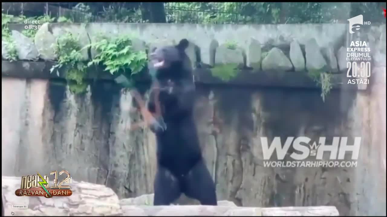Râzi în hohote! Nici urșii nu mai sunt ce au fost! Un Moș Martin karatist face senzație pe internet! | Video