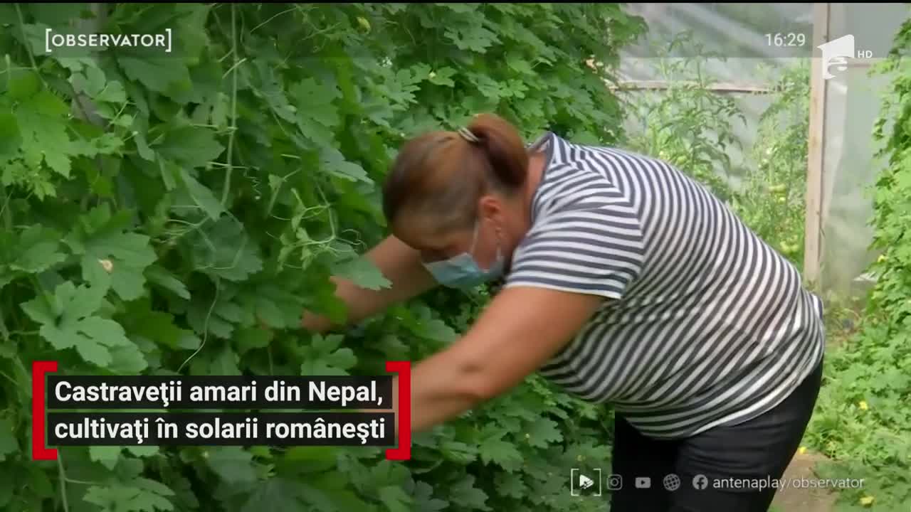 Castraveții amari din Nepal, cultivați &icirc;n solarii rom&acirc;nești