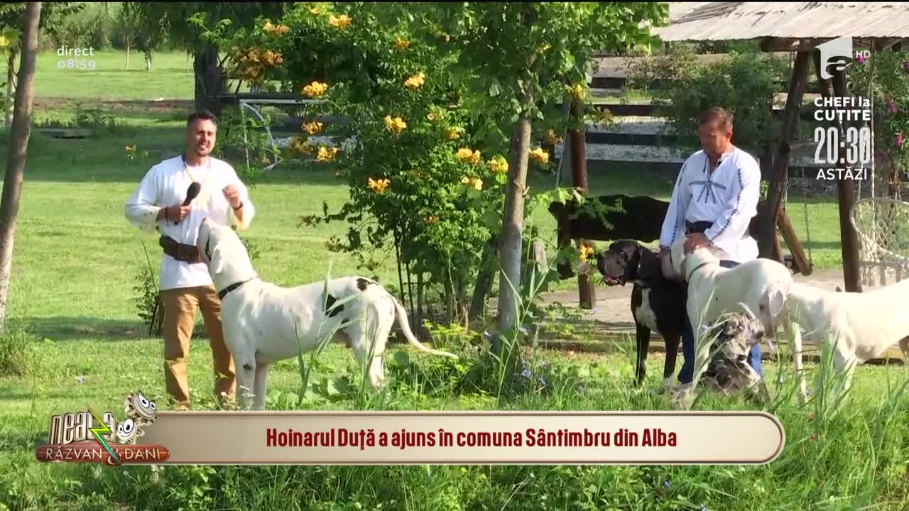 Cei mai frumoşi c&acirc;ini din rasa Dog German