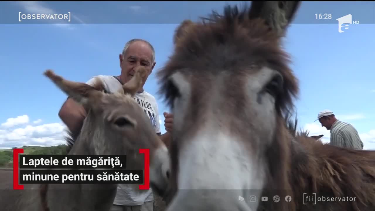 Afacerea cu lapte de măgăriţă, un real succes pentru c&acirc;ţiva gospodari din Hunedoara