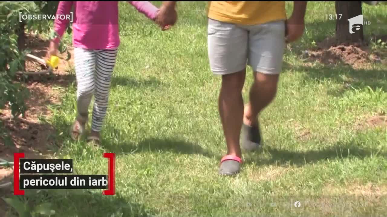 Căpușele, pericolul din iarbă