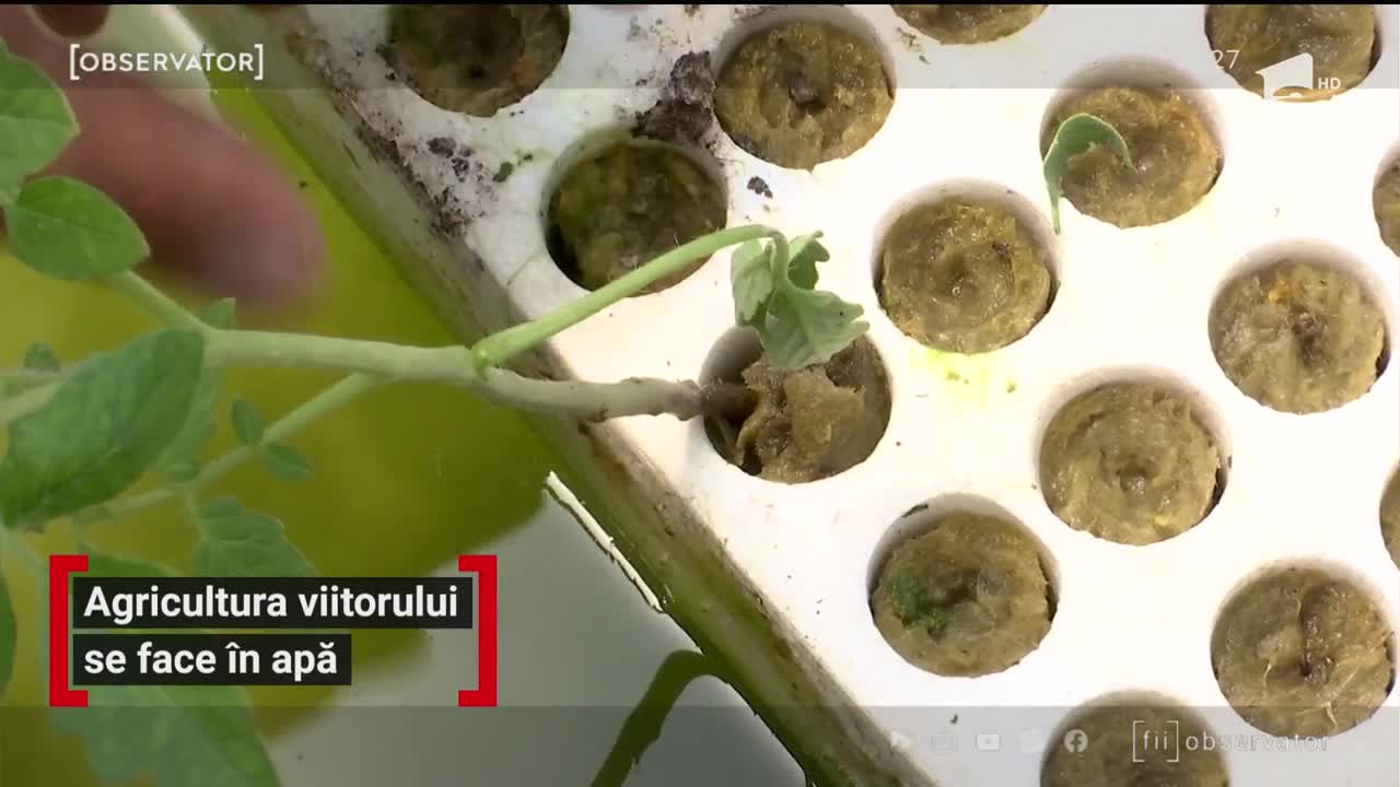 Agricultura viitorului se face &icirc;n apă