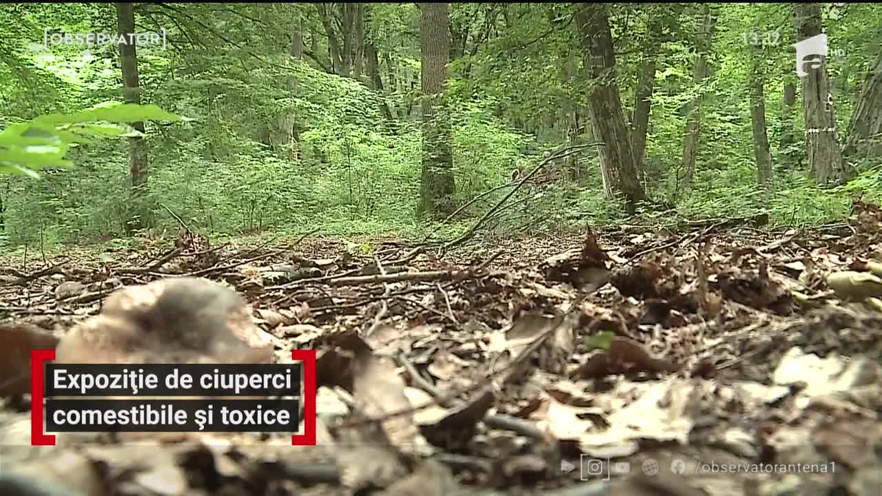 Expoziție de ciuperci la T&acirc;rgu Mureș. Au fost expuși hribi comestibili și toxici, pentru deosebire