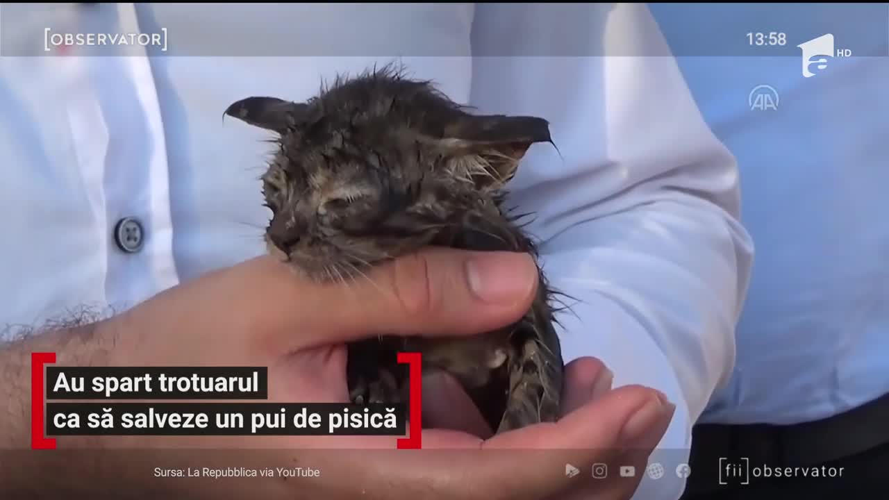 Un pui de pisică, blocat &icirc;ntr-un canal, a fost salvat de echipajele de intervenție din Turcia