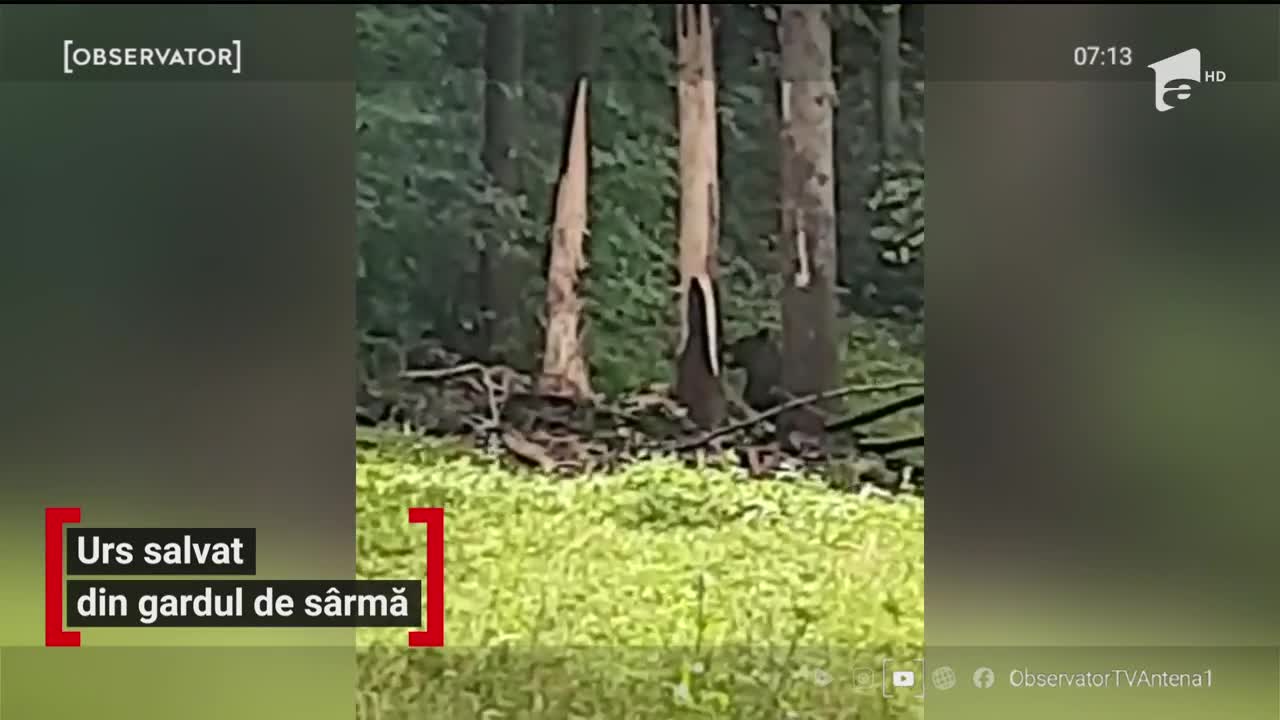 Un urs a fost salvat din s&acirc;rma unui gard din comuna Teliu