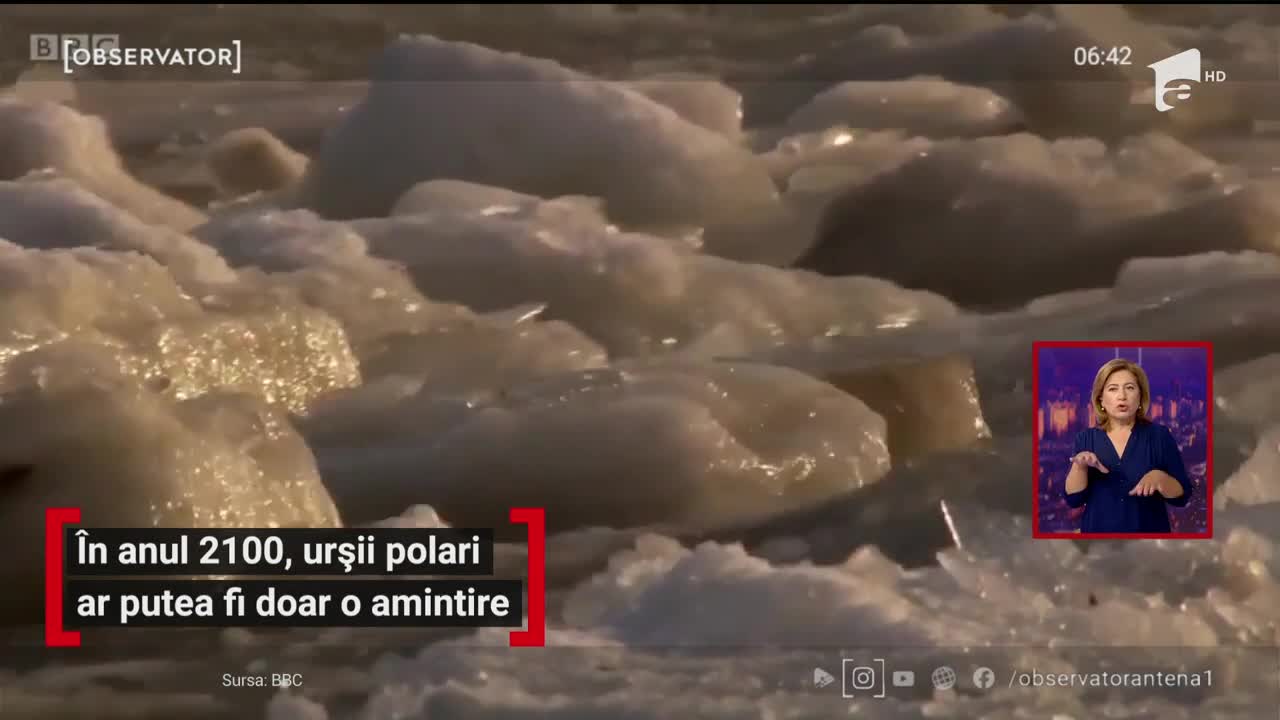 Urşii polari ar putea dispărea p&acirc;nă &icirc;n anul 2100, din cauza schimbărilor climatice